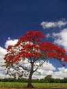 Red Flame Tree with blue sky background
