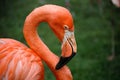 Red flamingo Royalty Free Stock Photo