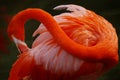 Red Flamingo Royalty Free Stock Photo