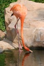 Red flamingo bird Royalty Free Stock Photo