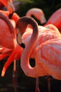 red flamingo bird Royalty Free Stock Photo