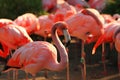 red flamingo bird Royalty Free Stock Photo