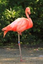 red flamingo bird Royalty Free Stock Photo