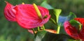 Red Flamingo flower,Anthurium andraeanum, Araceae or Arum on blurred background