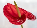 Red Flamingo flower closeup Royalty Free Stock Photo