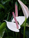 Red Flamingo flower with green leaf ,Painter\'s-palette ,Anthurium andraeanum ,tail flower Royalty Free Stock Photo