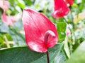 Red Flamingo flower with green leaf ,Painter\'s-palette ,Anthurium andraeanum ,tail flower Royalty Free Stock Photo