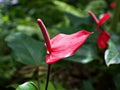 Red Flamingo flower with green leaf ,Painter\'s-palette ,Anthurium andraeanum ,tail flower Royalty Free Stock Photo