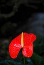 The red flamingo flower Royalty Free Stock Photo