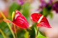 Red flamingo flowers