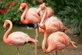 Red flamingo Royalty Free Stock Photo