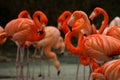 Red flamingo in group of flamingos Royalty Free Stock Photo