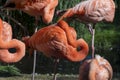 Red flamingo with its head hidden under its feathers Royalty Free Stock Photo