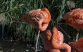 Red flamingo with its head hidden under its feathers Royalty Free Stock Photo