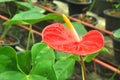 Red Flamingo lily flower, Amthurium Royalty Free Stock Photo