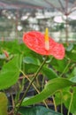 Red Flamingo lily flower, Amthurium Royalty Free Stock Photo