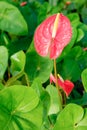 Red Flamingo lily flower (Boy Flower) Royalty Free Stock Photo