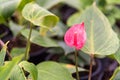 Red Flamingo lily flower (Boy Flower) in public garden Royalty Free Stock Photo