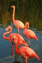 Red flamingo in a park Royalty Free Stock Photo