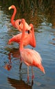 Red flamingo in a park Royalty Free Stock Photo