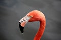 Red flamingo in a park in Florida Royalty Free Stock Photo