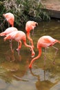 Red flamingo in a park in Florida Royalty Free Stock Photo