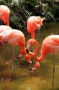 Red flamingo in a park in Florida Royalty Free Stock Photo