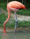 red flamingo