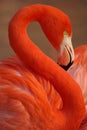 Red flamingo Royalty Free Stock Photo