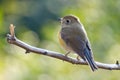 A bluetail bird Royalty Free Stock Photo