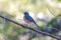 Red-flanked bluetail on a branch of tree. Royalty Free Stock Photo