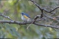 Red-flanked bluetail on a branch of tree. Royalty Free Stock Photo