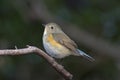 Red-flanked bluetail on a branch of tree
