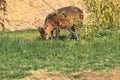 Red-flanked duiker Royalty Free Stock Photo