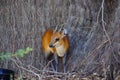 Red-Flanked Duiker Cephalophus rufilatus