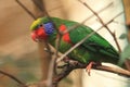 Red-flanked lorikeet