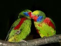 RED-FLANKED LORIKEET charmosyna placentis, MALES SUR UNE BRANCHE Royalty Free Stock Photo