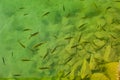 red flapper fishes in the lake of Woerther Royalty Free Stock Photo