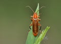 Red Flat Bark Beetle