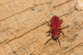 Red Flat Bark Beetle Royalty Free Stock Photo