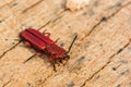 Red Flat Bark Beetle Royalty Free Stock Photo