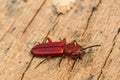 Red Flat Bark Beetle Royalty Free Stock Photo