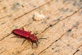 Red Flat Bark Beetle Royalty Free Stock Photo