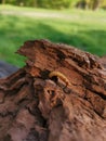 Red flat bark beetle Larva on a bark of a tree in the forest Royalty Free Stock Photo