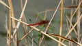 Red flat-bellied dragonfly, Lleida, Spain, Europe