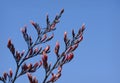 Red Flax Flowers