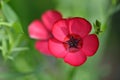 Red Flax Flowers, Linum usitatissimum
