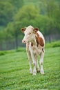 Red-flecked breed calf cow on a green meadow in the early morning Royalty Free Stock Photo