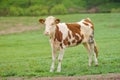 Red-flecked breed calf cow on a green meadow in the early morning Royalty Free Stock Photo