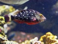 Red and flecked parrot fish at the Gosier aquarium in Guadeloupe